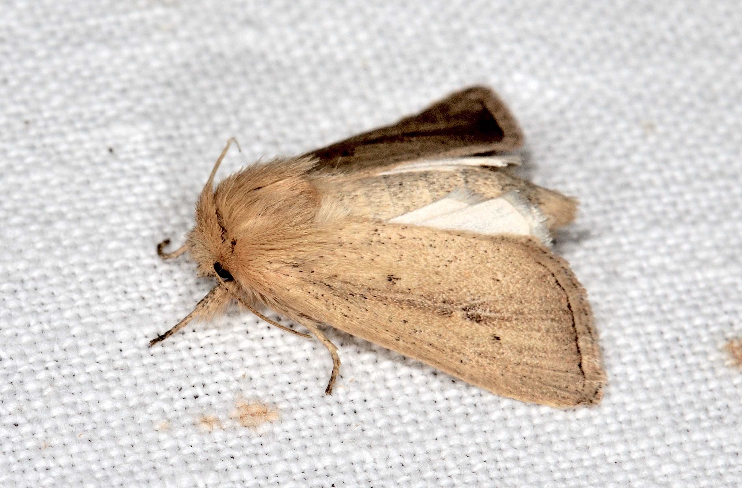 Noctuide, trib Apameini - Sesamia nonagrioides